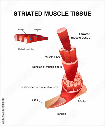 skeletal muscle structure close up