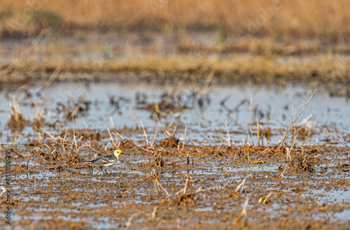 Yellow Wagtail strolling in wet land