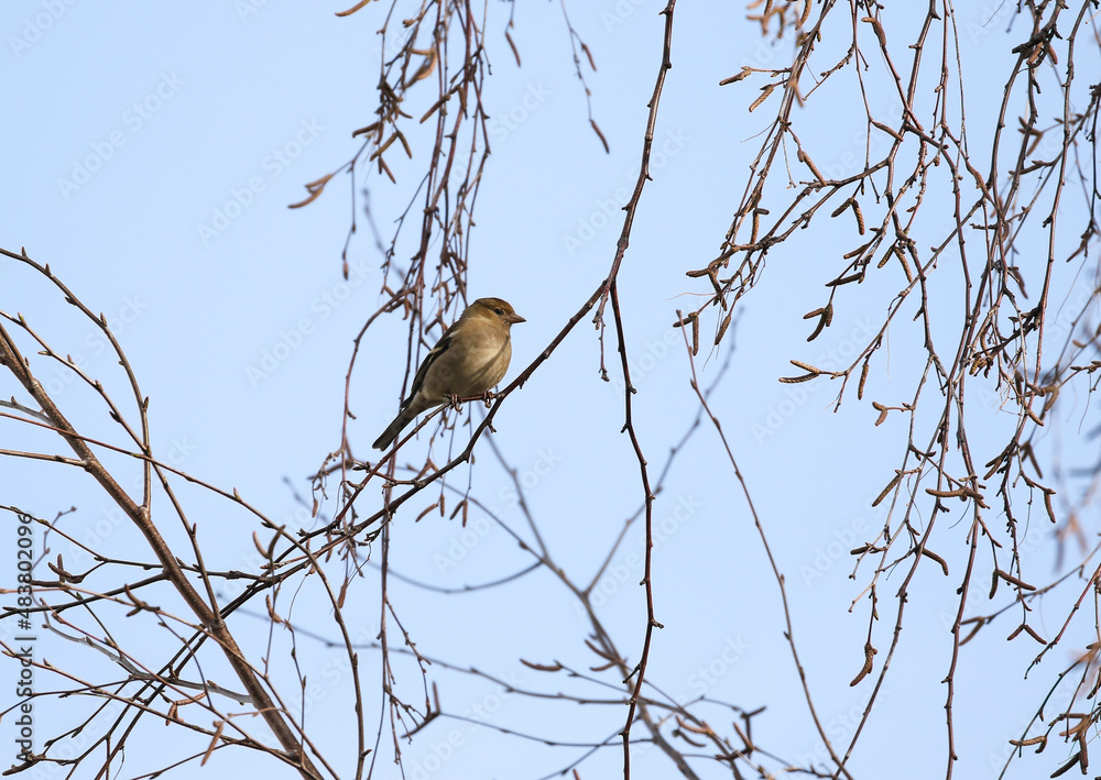 Juvenile chaffinch bird Juvenile chaffinch bird