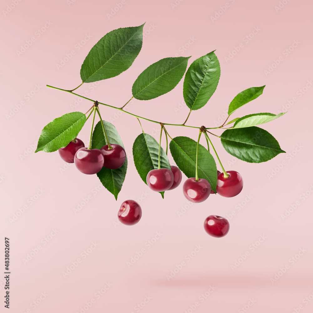 Fresh raw cheery with green leaves falling in the air on pink background. Fresh raw cheery with green leaves falling in the air on pink background.