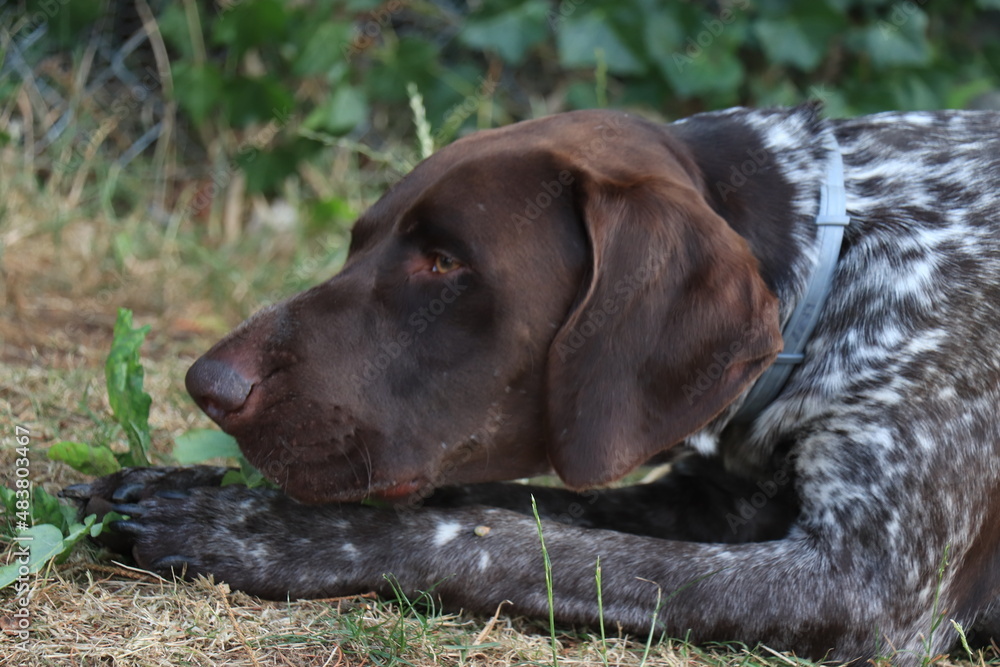 German Shorthaired Pointer male