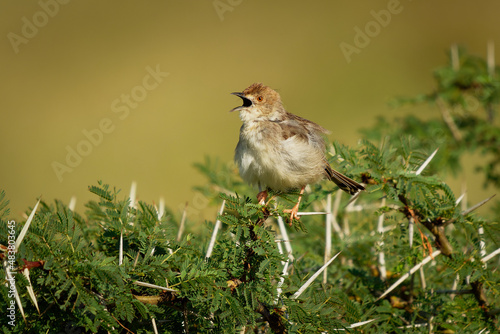 Rattling Cisticola - Cisticola chiniana bird in the family Cisticolidae, native to Africa south of the equator, and East Africa, abundant species in open savanna and scrubland habitats photo