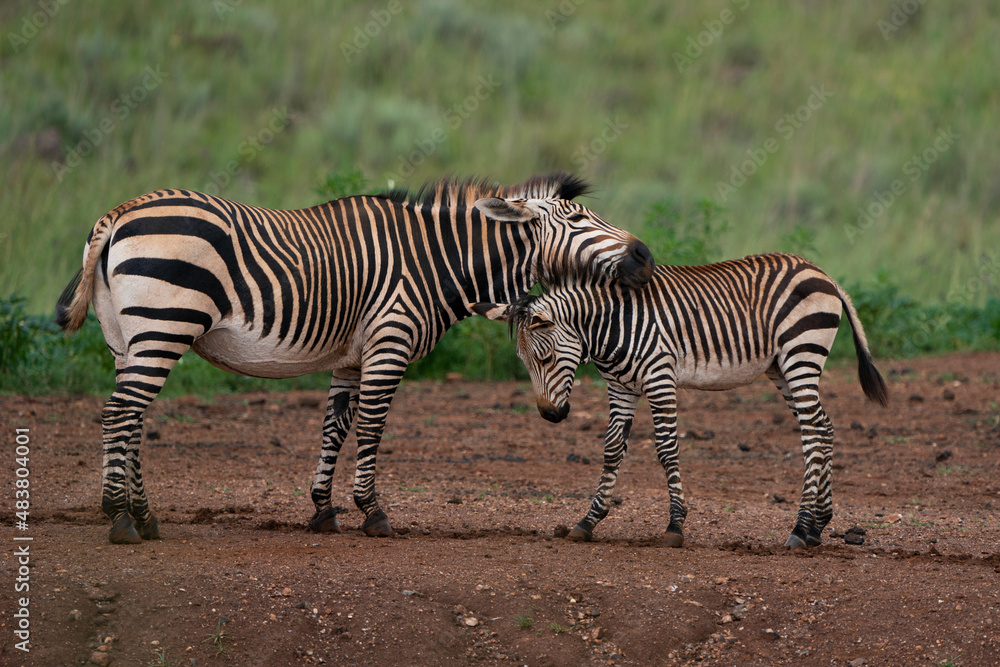 young zebra being nurtured by his mother showing the suckling and caressing and pampering between mother and child in the wild young zebra being nurtured by his mother showing the suckling and caressing and pampering between mother and child in the wild