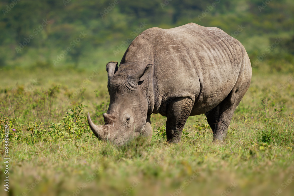Southern White Rhinoceros or square-lipped rhinoceros - Ceratotherium simum simum, in Lake Nakuru National Park in Kenya, horned rhino feeding on grass, heavy body, large head Southern White Rhinoceros or square-lipped rhinoceros - Ceratotherium simum simum, in Lake Nakuru National Park in Kenya, horned rhino feeding on grass, heavy body, large head