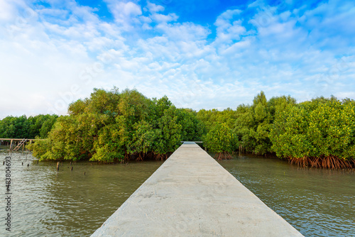 Mangrove forest, Beautiful blue sky and tropical mangrove forest photo