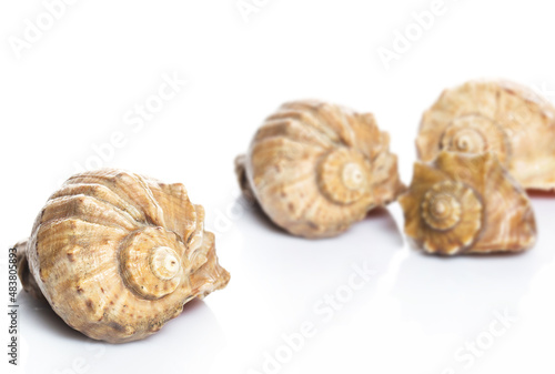 Closeup of seashells on white background