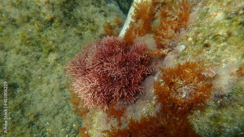 Red algae Amphiroa rigida undersea, Aegean Sea, Greece, Syros island photo