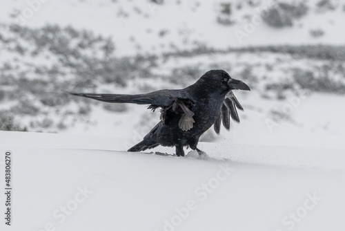 A large raven on the snow in Tatra Mountains. 