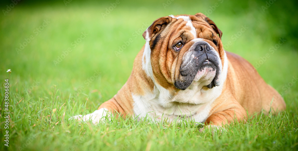 Portrait of cute english bulldog lying down on the grass,selective focus and blank space