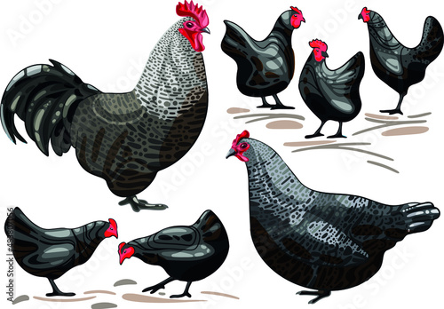 Set of hand-drawn the breed of Scots dumpy Small abstract chickens