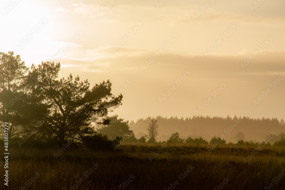 A picture of a forest landscape during the golden hour with the sun setting. It's getting foggy. The trees are black.