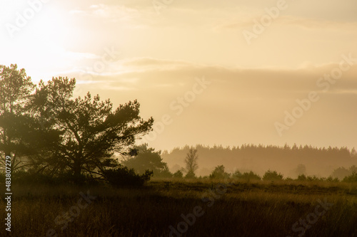 A picture of a forest landscape during the golden hour with the sun setting. It's getting foggy. The trees are black.
