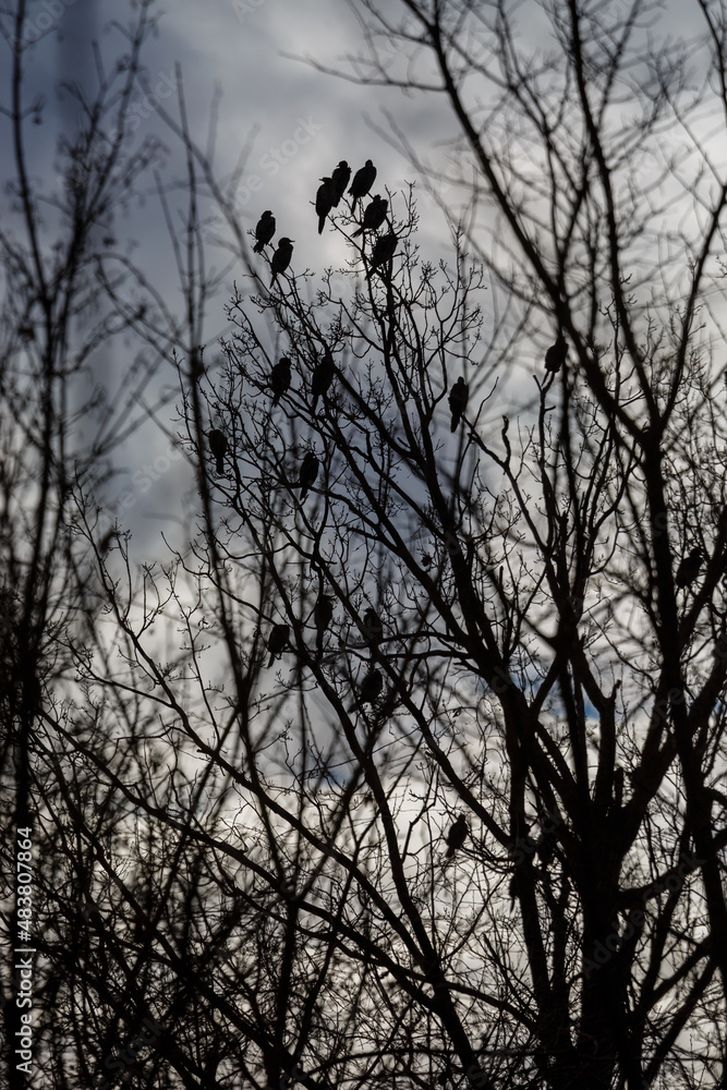 A flock of cormorants resting in a tree