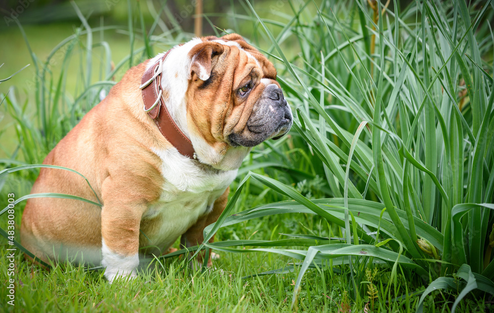 English Bulldog outdoor,selective focus