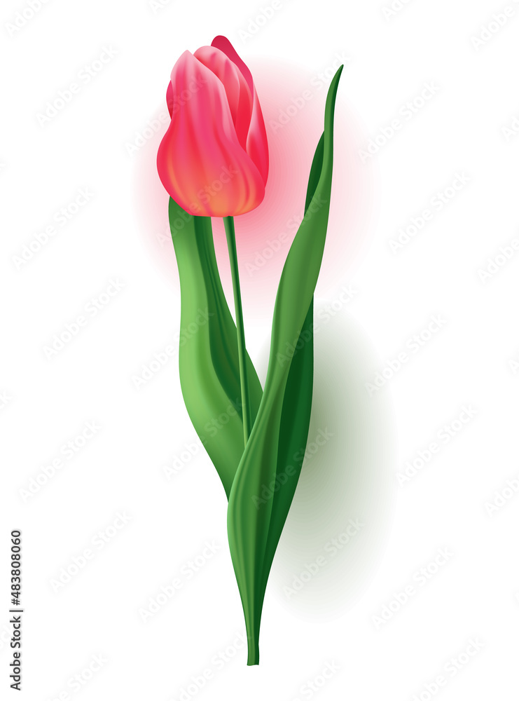 Realistic tulip with bud, stem with green leave. Beautiful spring pink blossom flower. Vector design element for invitation, greeting card or save the date card Realistic tulip with bud, stem with green leave. Beautiful spring pink blossom flower. Vector design element for invitation, greeting card or save the date card