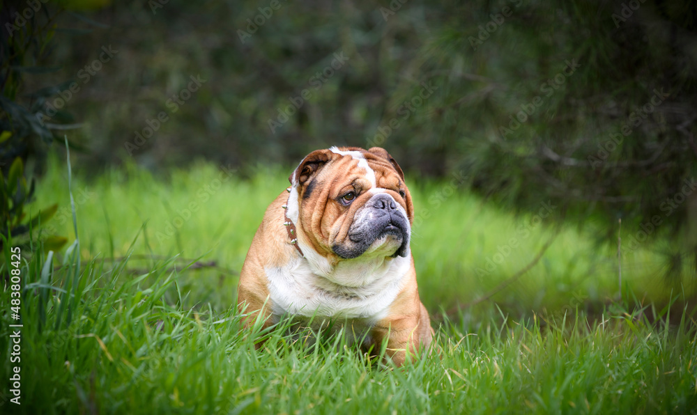 Portrait of English Bulldog, selective focus