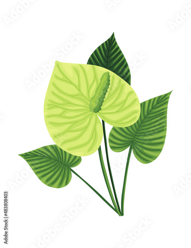 Tropical leaves plant. Exotic foliage. Green decorative jungle plant. Vector hand drawn botanical graphic element