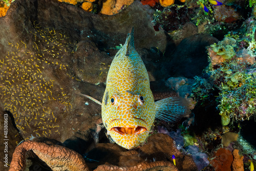 A tiger grouper smiles for the camera from the reefs of Grand Cayman. Look closely and see cleaner gobies on the big fish busily working away on their symbiotic relationship photo