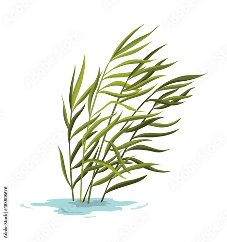 Marsh and wetland plant. Hand drawn botanical item. Swamp flora and fauna. Common plant grow in water, isolated illustration