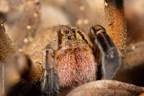 Close aranha armadeira (Phoneutria)