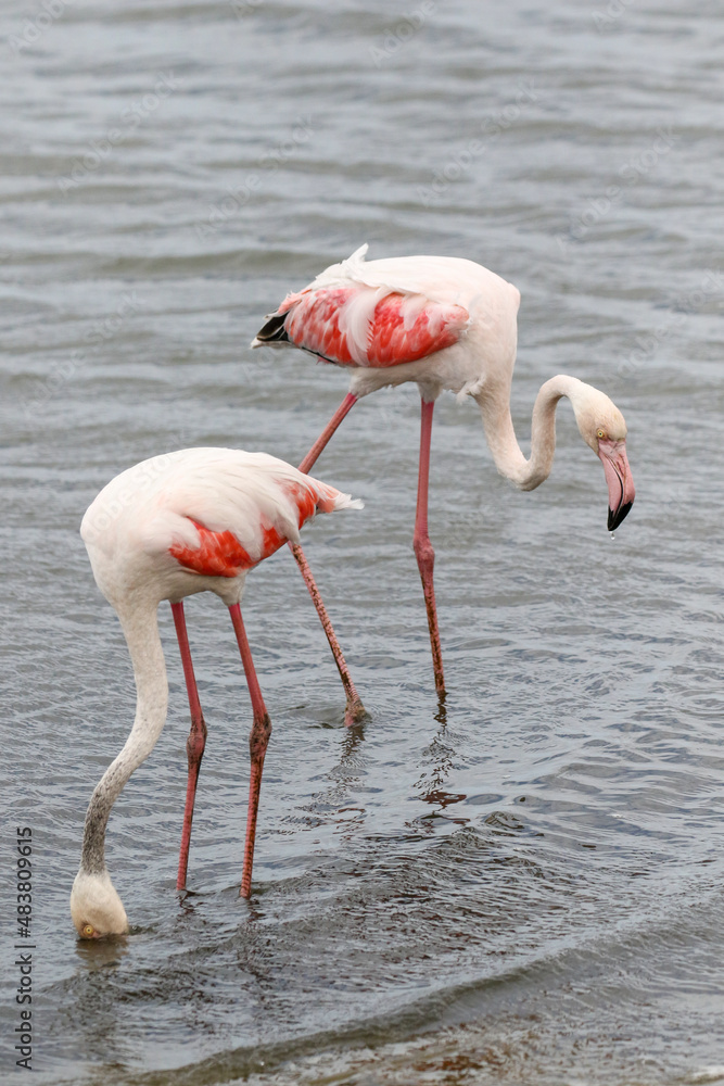 Greater Flamingo, Walvis Bay, Namibia