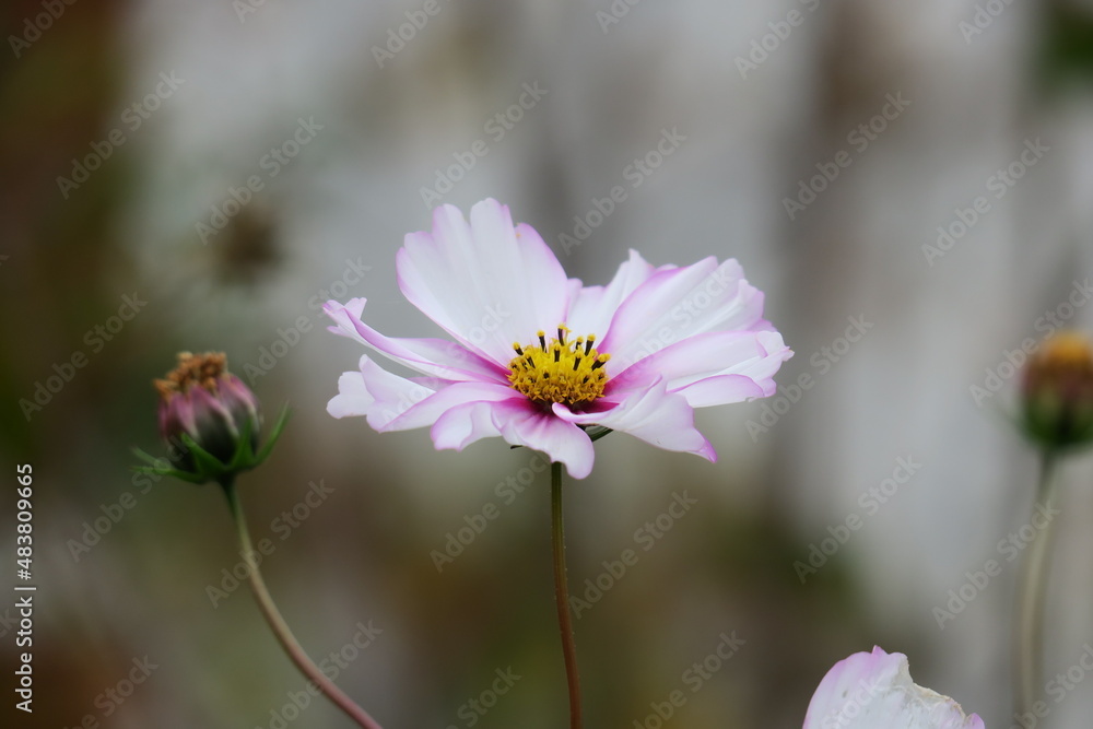 Cosmea