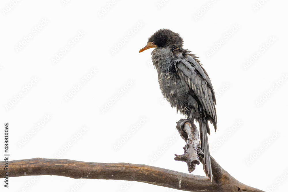 Obraz premium Reed Comorant against a white sky