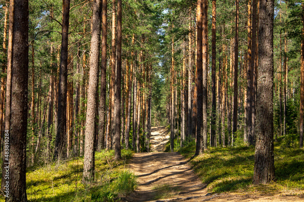 Sandy path in a coniferous forest