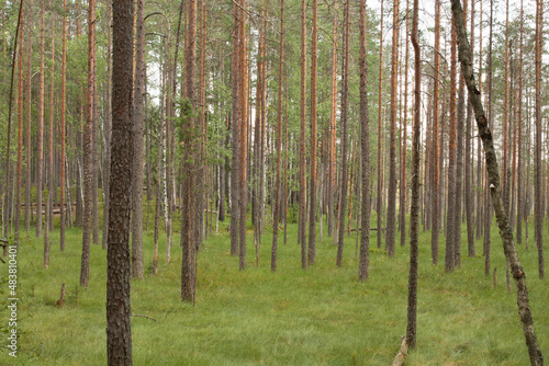 Trunks of coniferous trees in the forest.