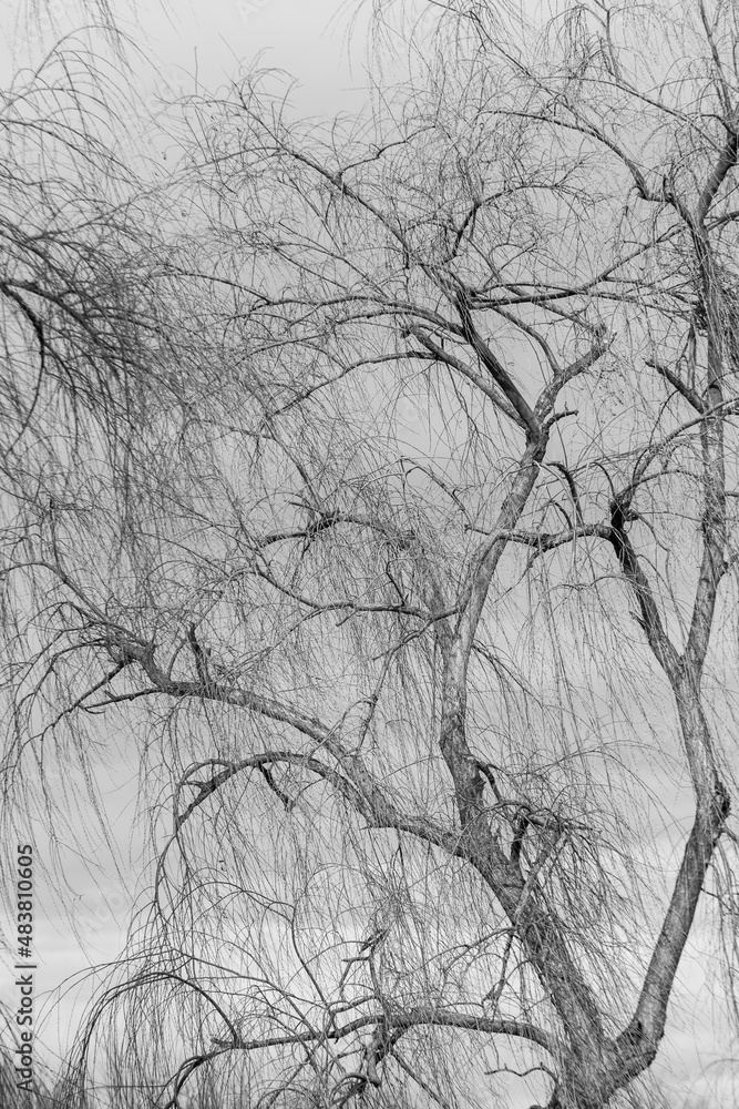 Branches of a tree without leaves Branches of a tree without leaves