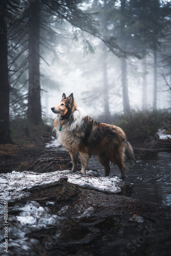 Dog Rough Collie standing proudly in dark cold foggy forest during winter in Jizerky mountain, Czech republic photo