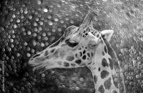 portrait of giraffe on black bokeh  background photo