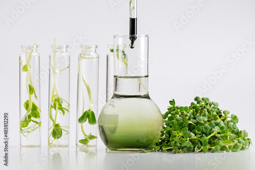 Microgreens. Test tubes with micro greens and reagent. Growing fresh plants culture in laboratory. Selection of sprouts for research. Super food production. Chlorophyll extract is poured in pure water
