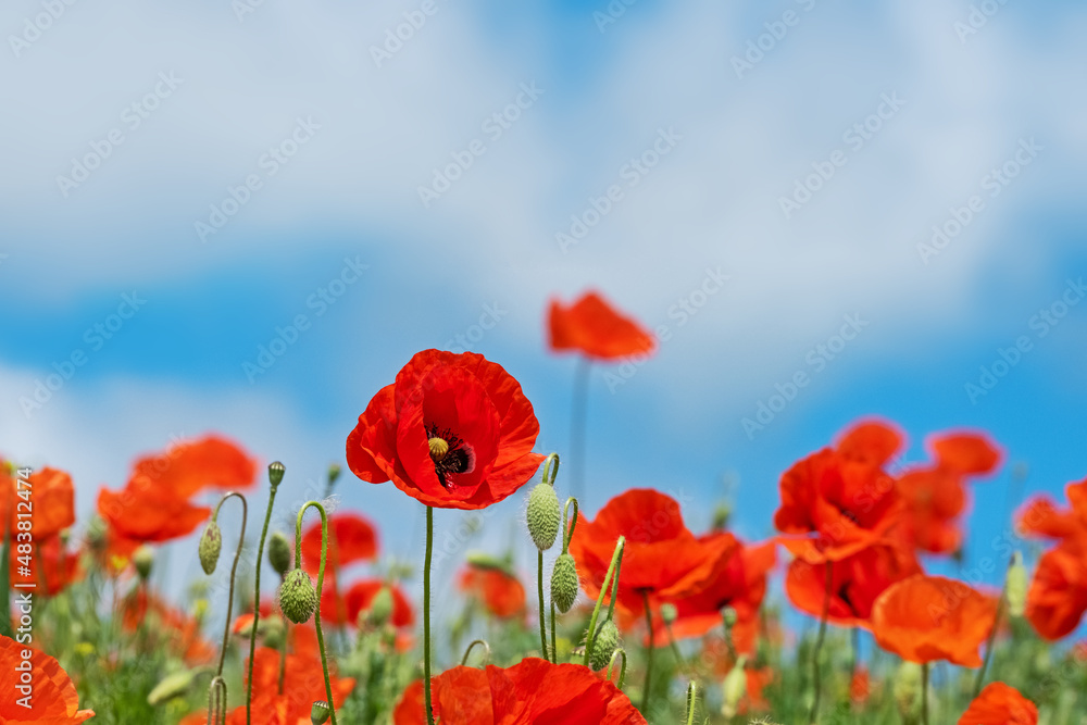 Obraz premium Red Poppy Flowers in wild nature on blue sky background, close-up. Beautiful wildflowers on green field in full bloom against sunlight. Wind sways poppies. Concept of Memorial Day, beauty of nature