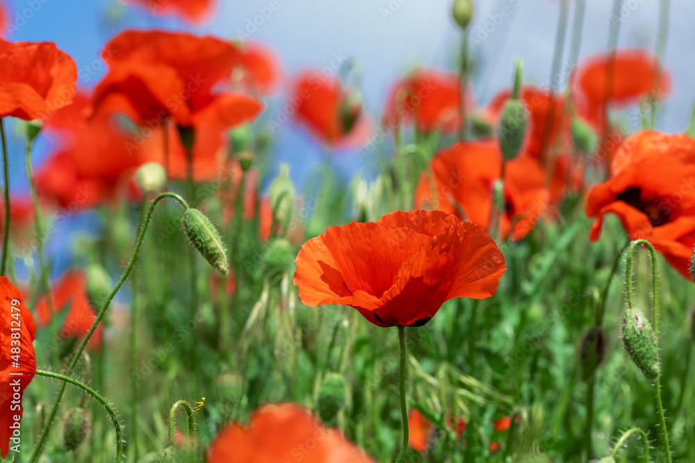 Naklejka premium Red Poppy Flowers in wild nature on blue sky background, close-up. Beautiful wildflowers on green field in full bloom against sunlight. Wind sways poppies. Concept of Memorial Day, beauty of nature