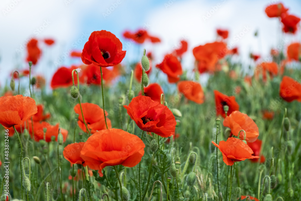 Obraz premium Red Poppy Flowers in wild nature on blue sky background, close-up. Beautiful wildflowers on green field in full bloom against sunlight. Wind sways poppies. Concept of Memorial Day, beauty of nature