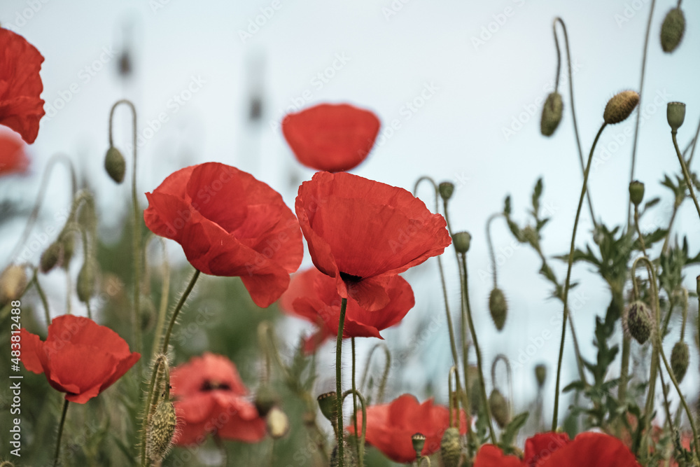Obraz premium Red Poppy Flowers in wild nature on blue sky background, close-up. Beautiful wildflowers on green field in full bloom against sunlight. Wind sways poppies. Concept of Memorial Day, beauty of nature