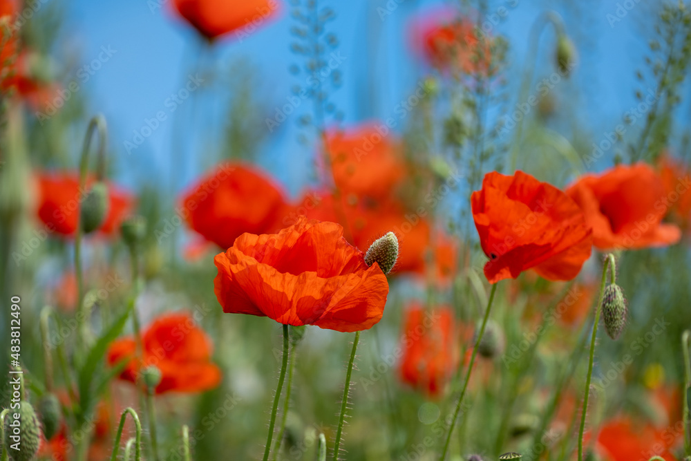 Fototapeta premium Red Poppy Flowers in wild nature on blue sky background, close-up. Beautiful wildflowers on green field in full bloom against sunlight. Wind sways poppies. Concept of Memorial Day, beauty of nature