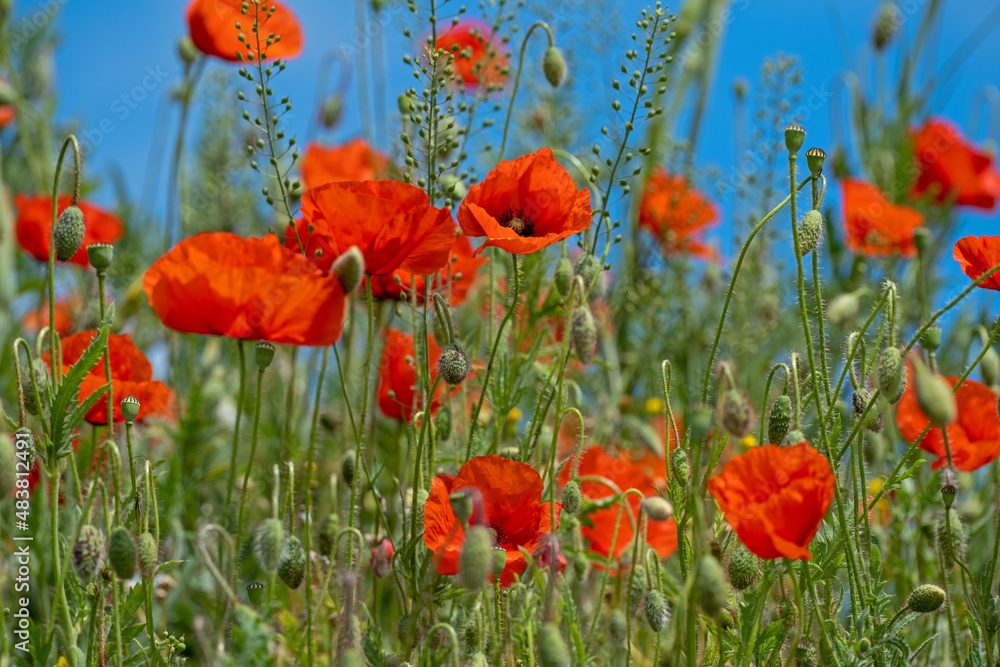 Obraz premium Red Poppy Flowers in wild nature on blue sky background, close-up. Beautiful wildflowers on green field in full bloom against sunlight. Wind sways poppies. Concept of Memorial Day, beauty of nature