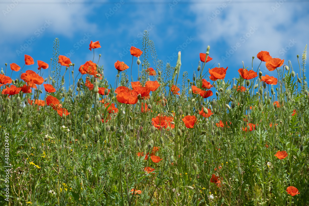 Red Poppy Flowers in wild nature on blue sky background, close-up. Beautiful wildflowers on green field in full bloom against sunlight. Wind sways poppies. Concept of Memorial Day, beauty of nature Red Poppy Flowers in wild nature on blue sky background, close-up. Beautiful wildflowers on green field in full bloom against sunlight. Wind sways poppies. Concept of Memorial Day, beauty of nature