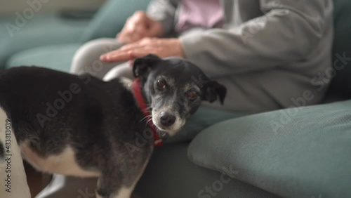 Close-up of a black and white dog with a red collar waving its tail gratefully while its elderly owner pets it. Woman and her pet