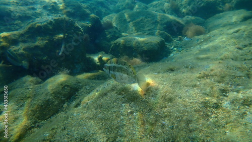 Rivulated rabbitfish or marbled spinefoot, surf parrotfish (Siganus rivulatus) undersea, Aegean Sea, Greece, Syros island photo