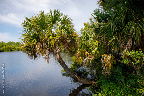 Sabal Palm on water