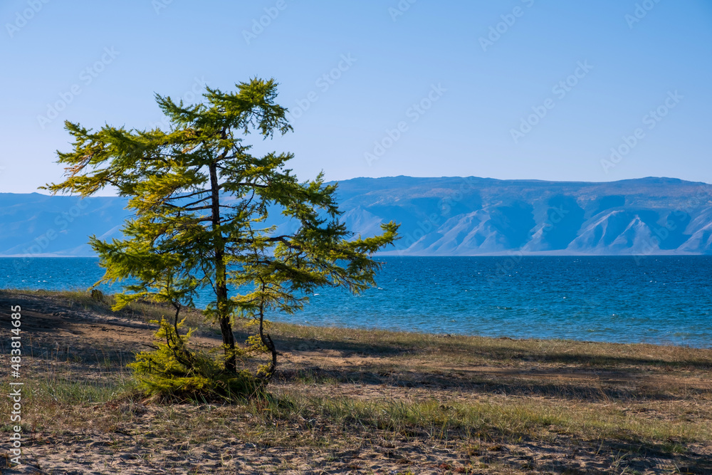 Landscape with green tree near lake Baikal at Olkhon island in September, Siberia, Russia