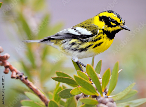 A Townsend’s Warbler bird (Dendroica townsendi), perched on a branch, pictured against a blurred background photo
