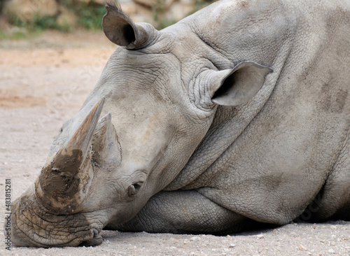 Obraz na plátně Southern White Rhinoceros - Ceratotherium simum simum