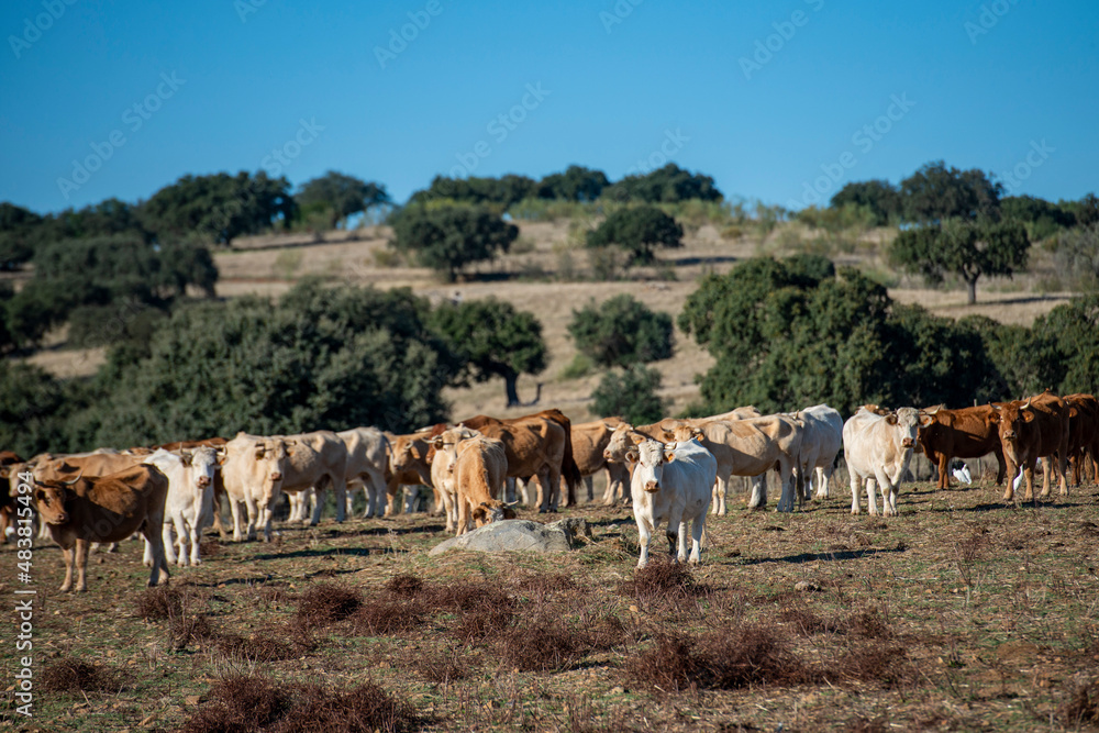 Obraz premium PORTUGAL ALENTEJO PORTEL