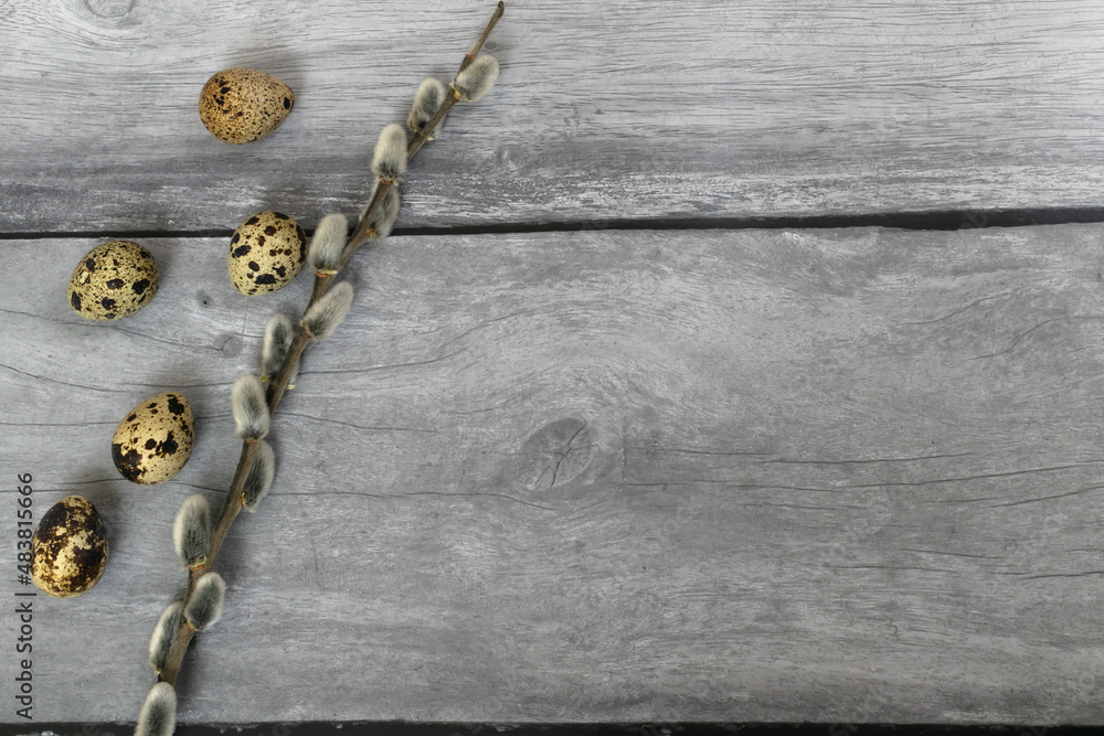 Fototapeta premium Easter background. Willow branch and quail eggs on the left on wood background