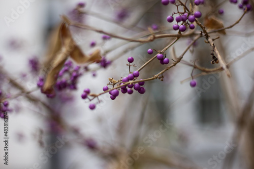 Callicarpa bodinieri. Purple berries in winter, close up. Velvet Violet color trend. photo