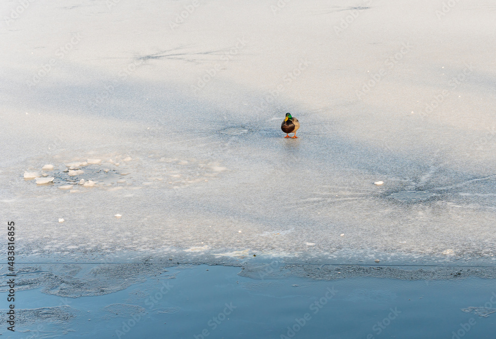 Fototapeta premium a duck walks on the thin ice of a frozen freshwater river
